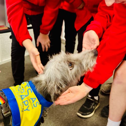 Pets As Therapy Dog